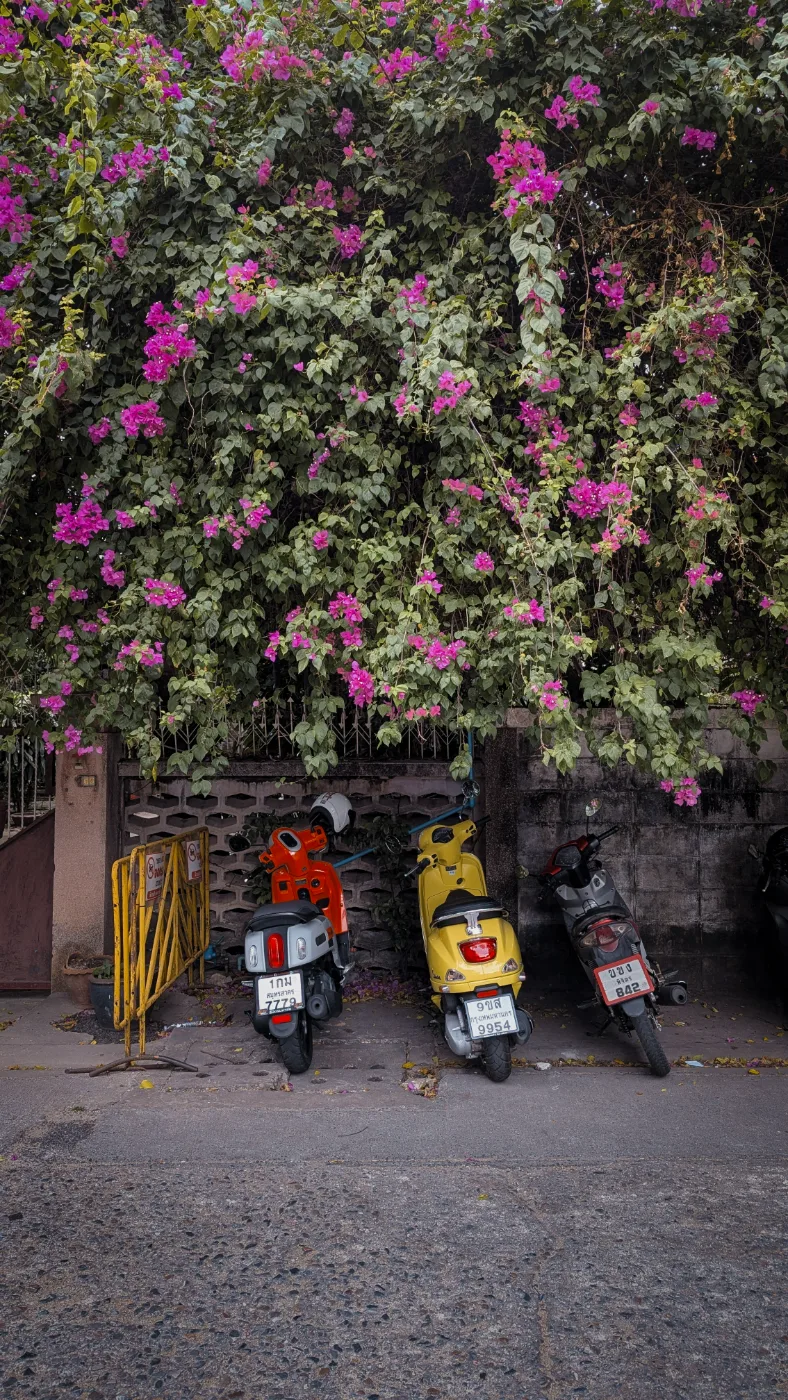 A wall of pink bougainvillea spilling over three parked scooters in orange, yellow, and red