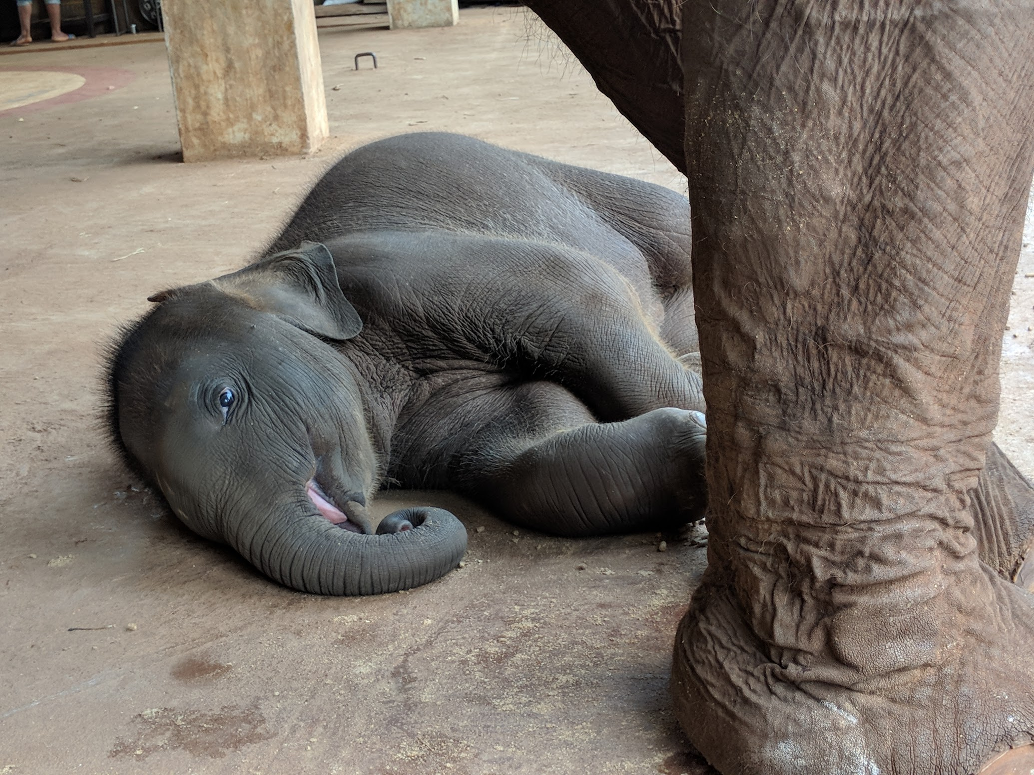 A baby elephant dozing on the ground beside its mother at a Chiang Mai sanctuary