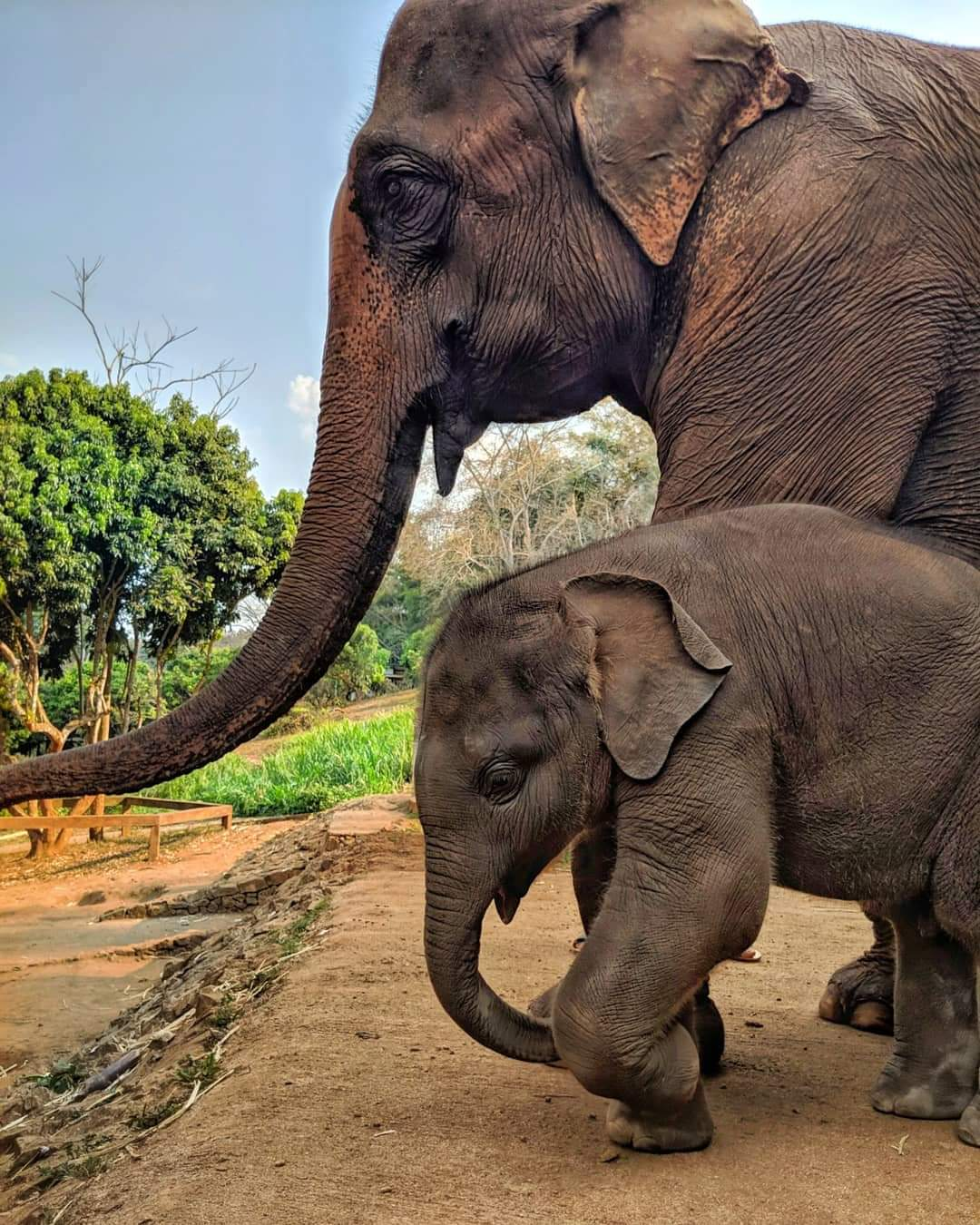 A mother elephant and her calf at a Chiang Mai sanctuary