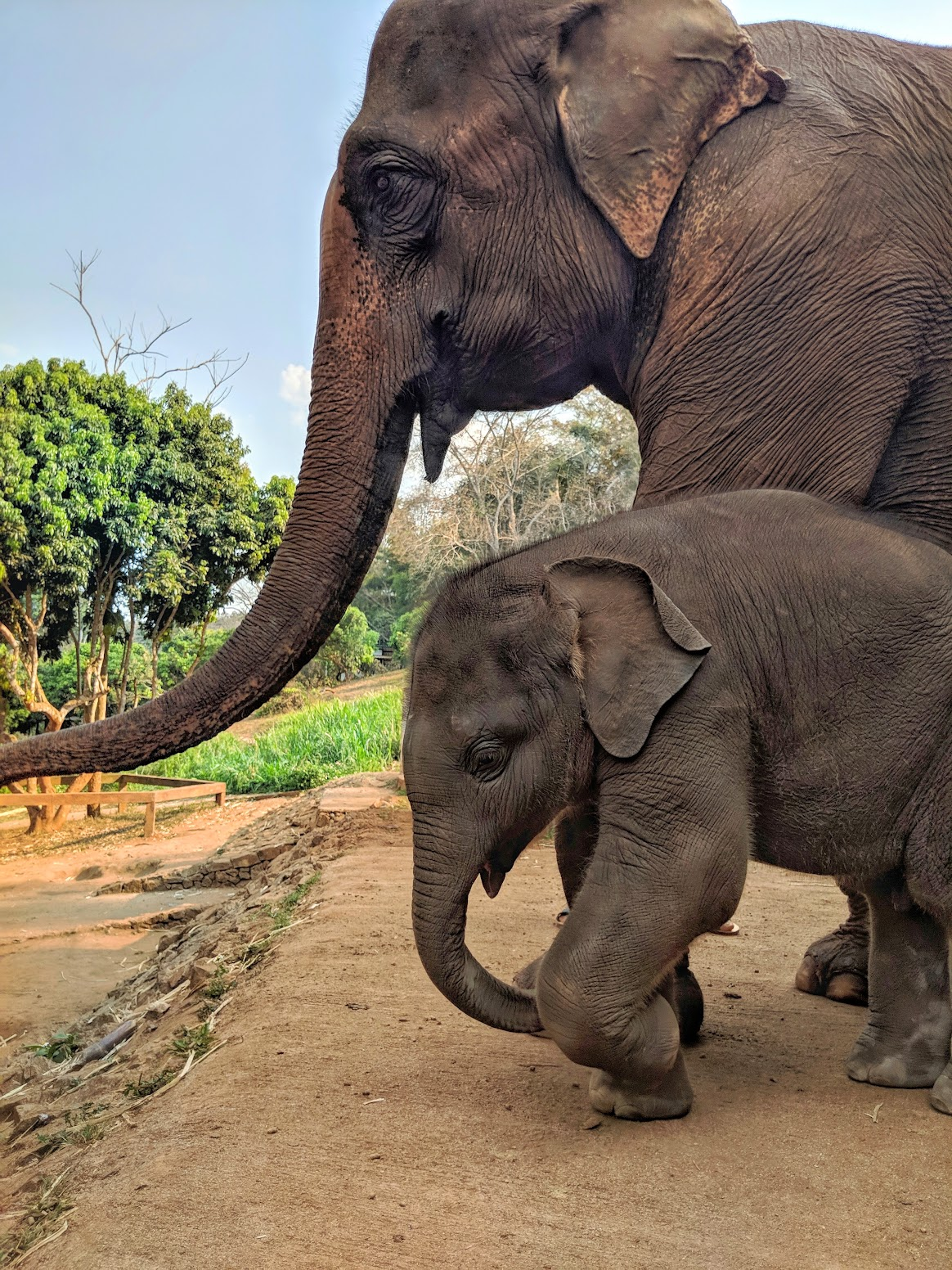 Belle with elephants in Chiang Mai
