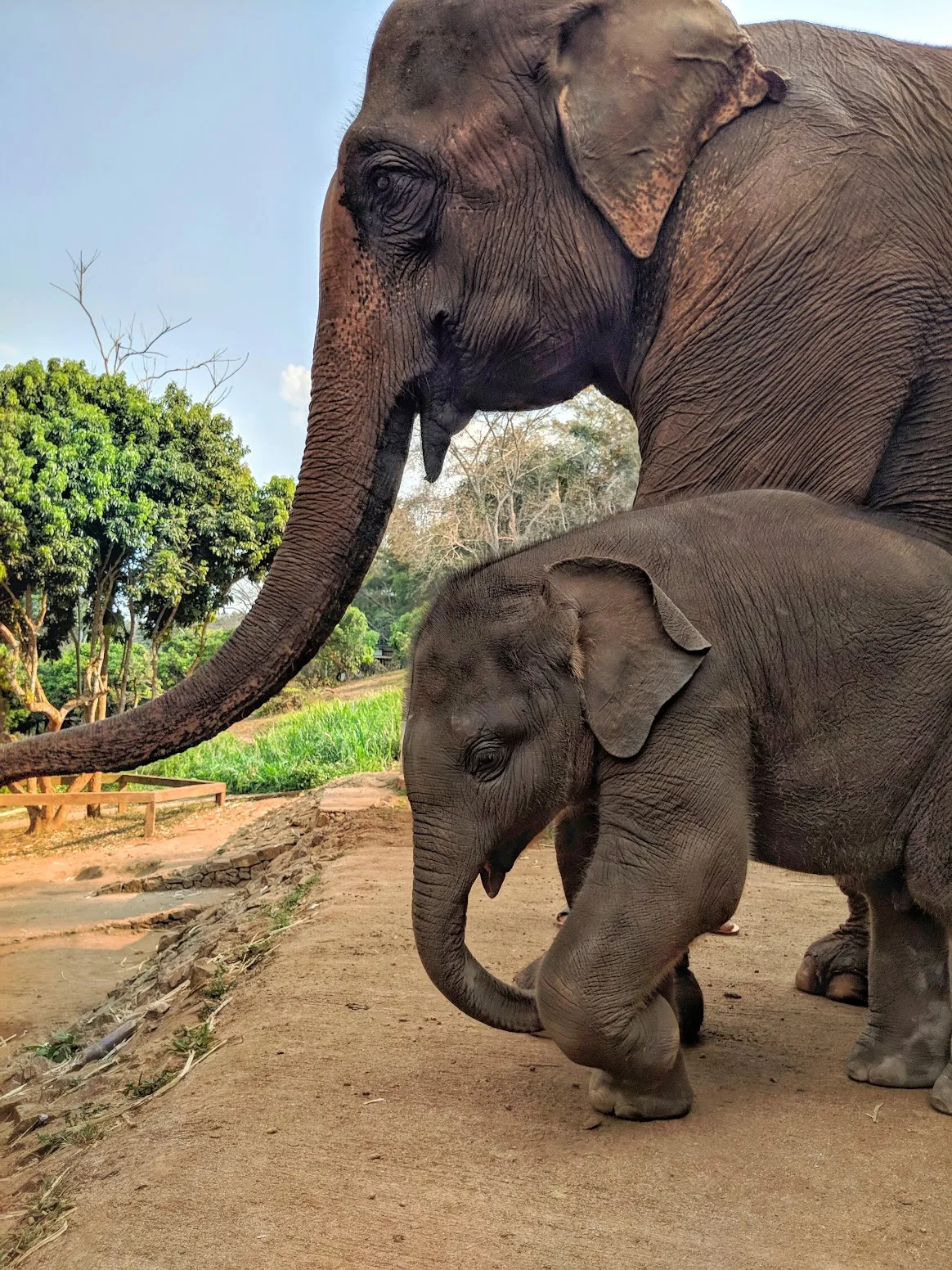An adult elephant and a calf walking a dirt track with hills behind