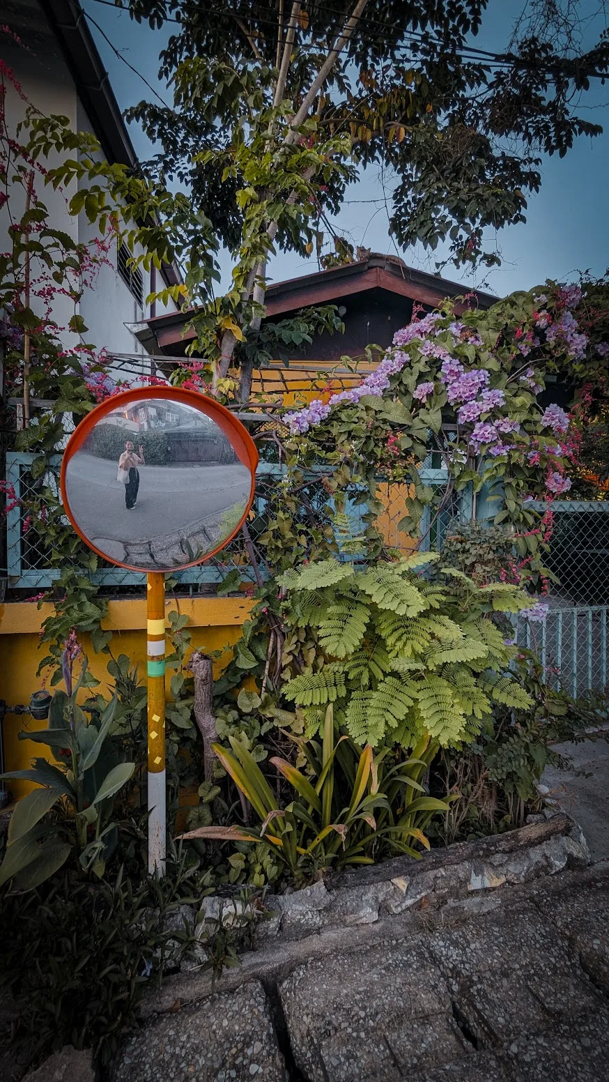 Belle photographed in a convex traffic mirror on a small soi, bougainvillea and a yellow wall behind