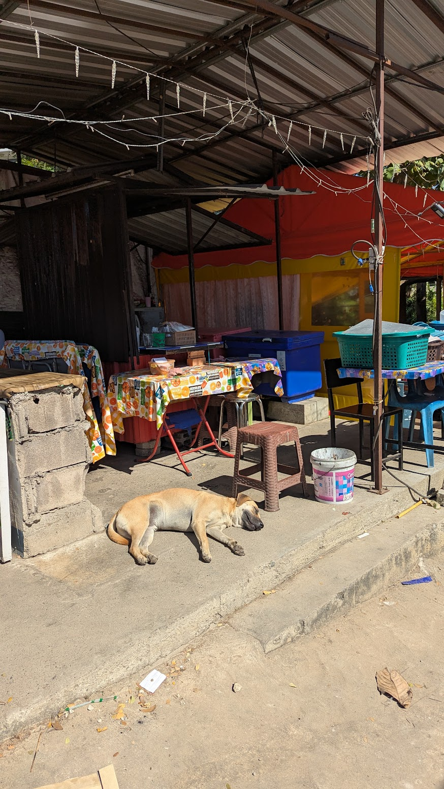 A tan soi dog asleep on a shaded curb beside a roadside food stall in Chiang Mai