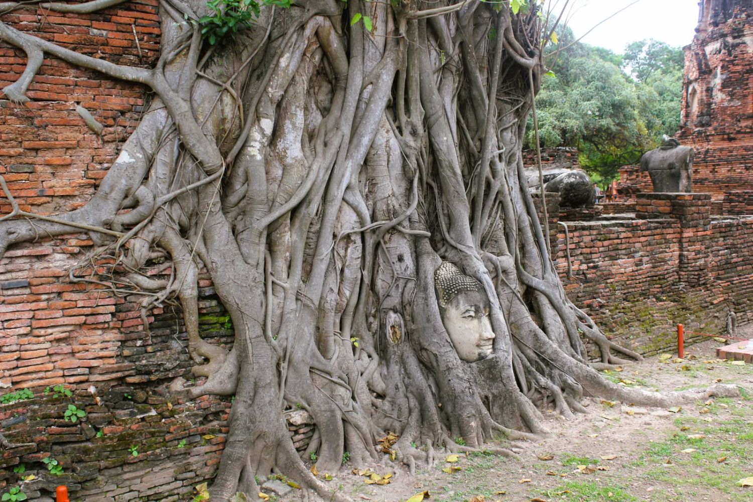 Stone Buddha head entwined in tree roots at Wat Mahathat, Ayutthaya