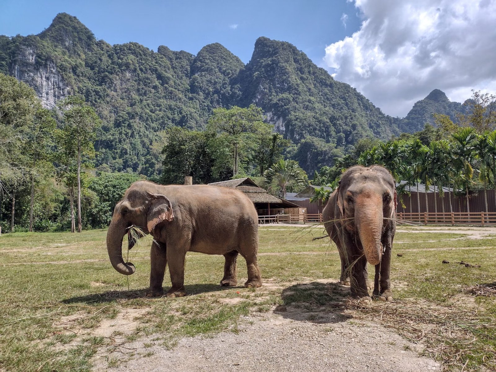 Rescued elephants at an ethical sanctuary