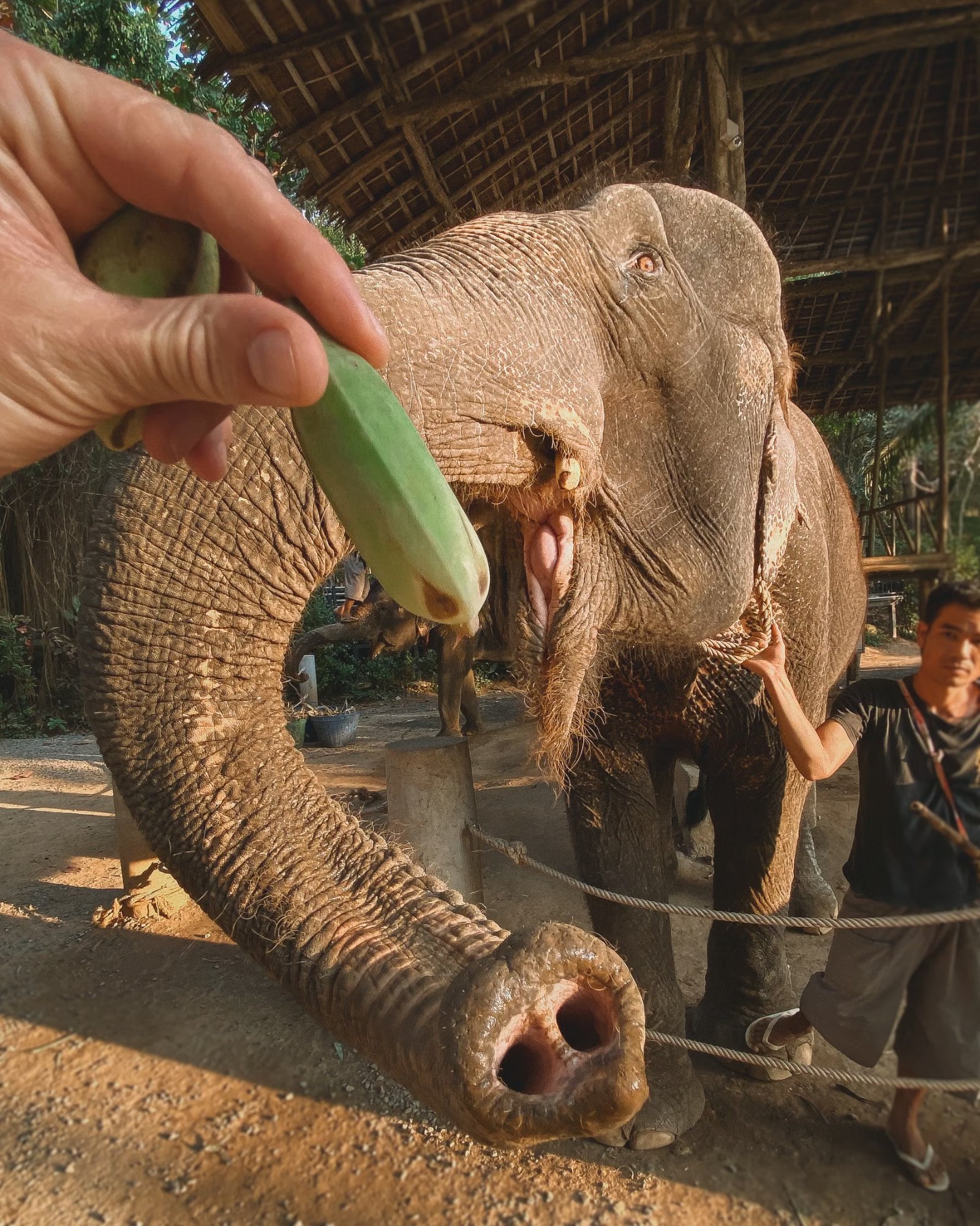 Meet elephants, don’t ride them