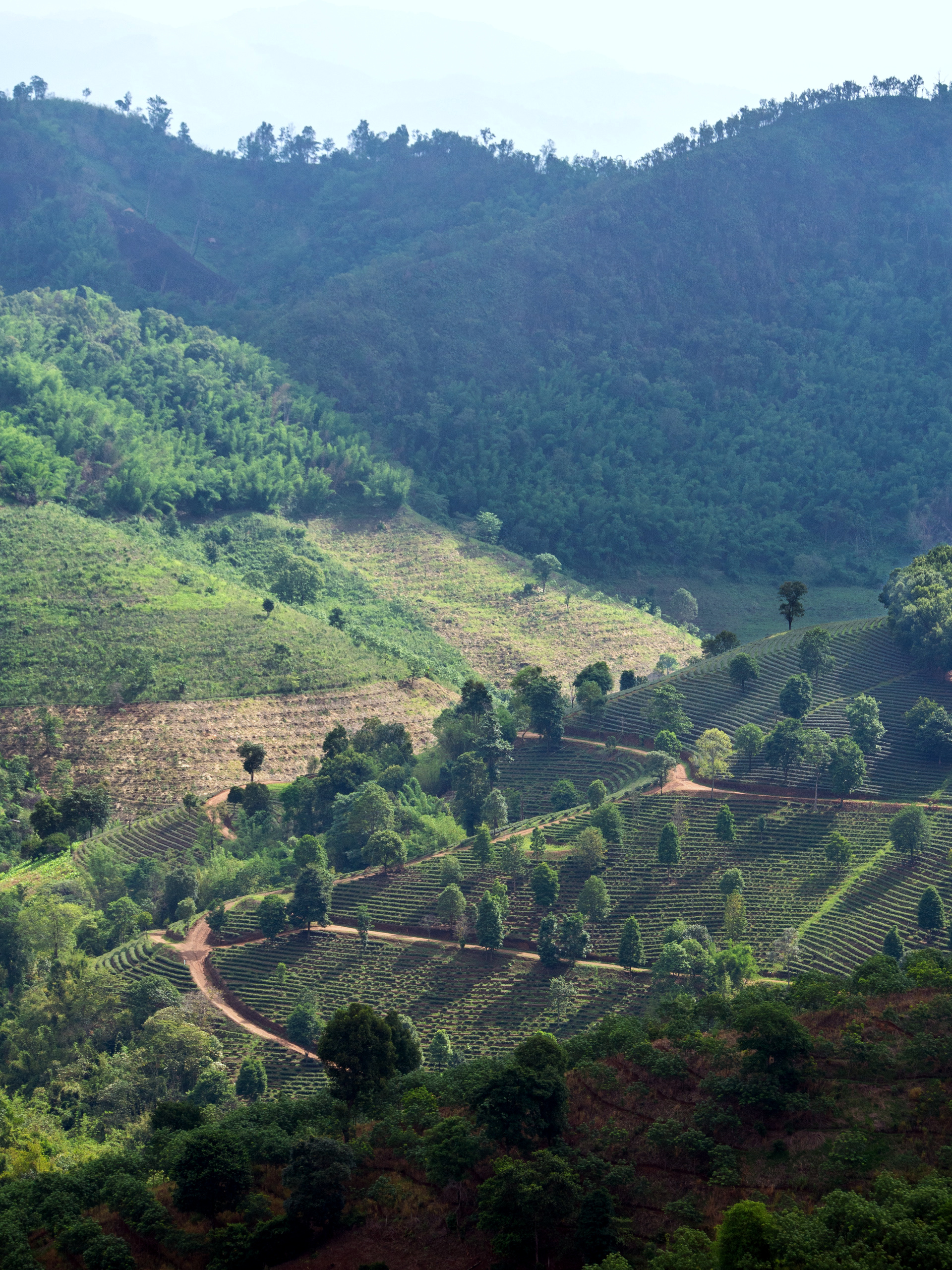 Mae Salong tea plantations