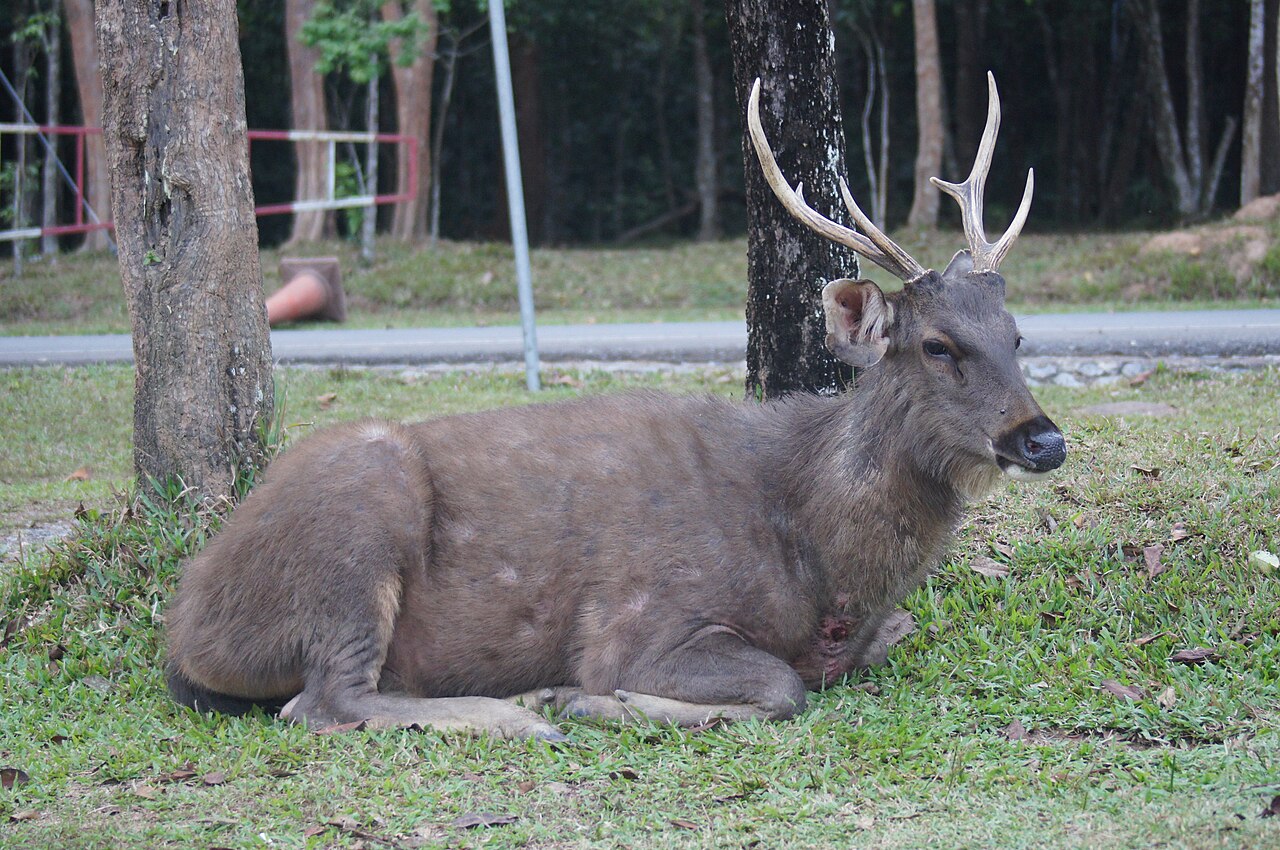 Sambar deer