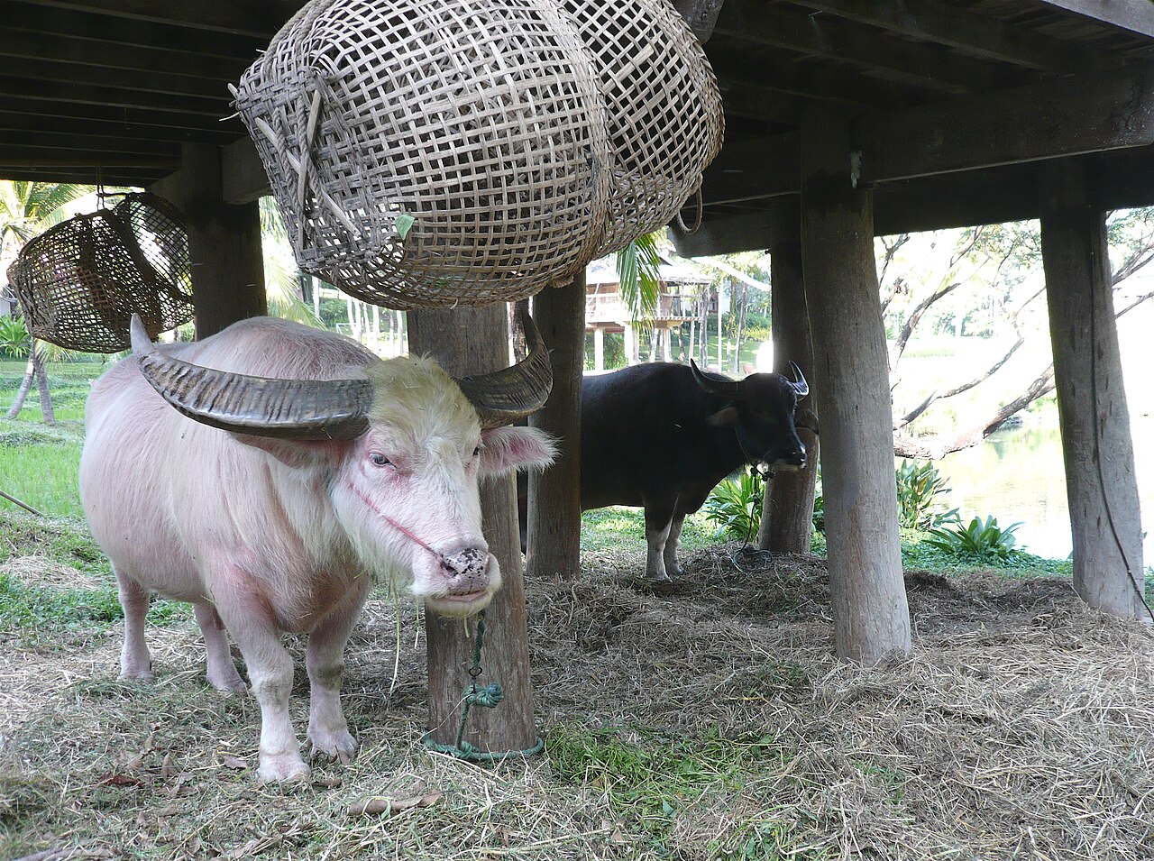 Water buffalo