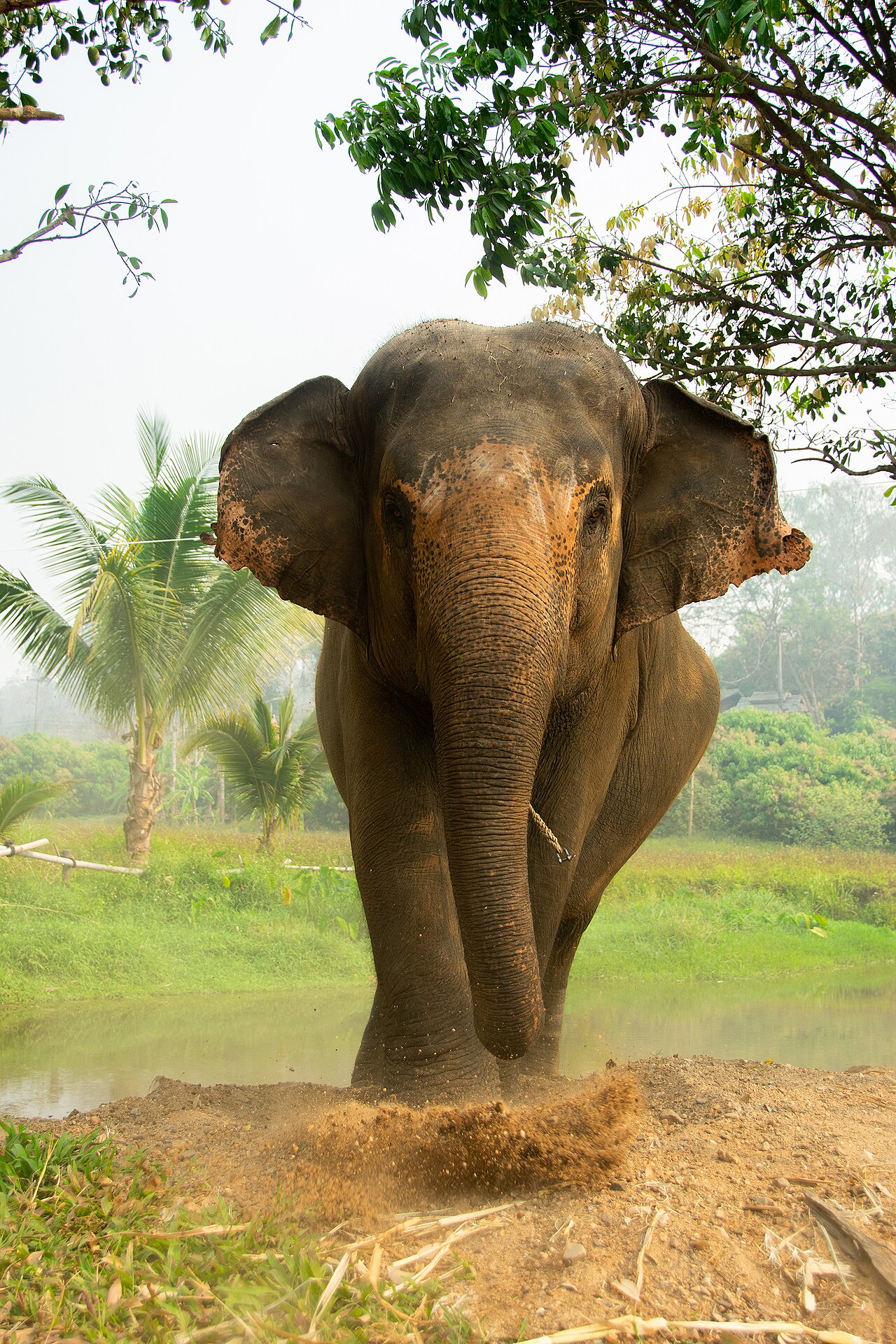 Asian elephant in Thailand