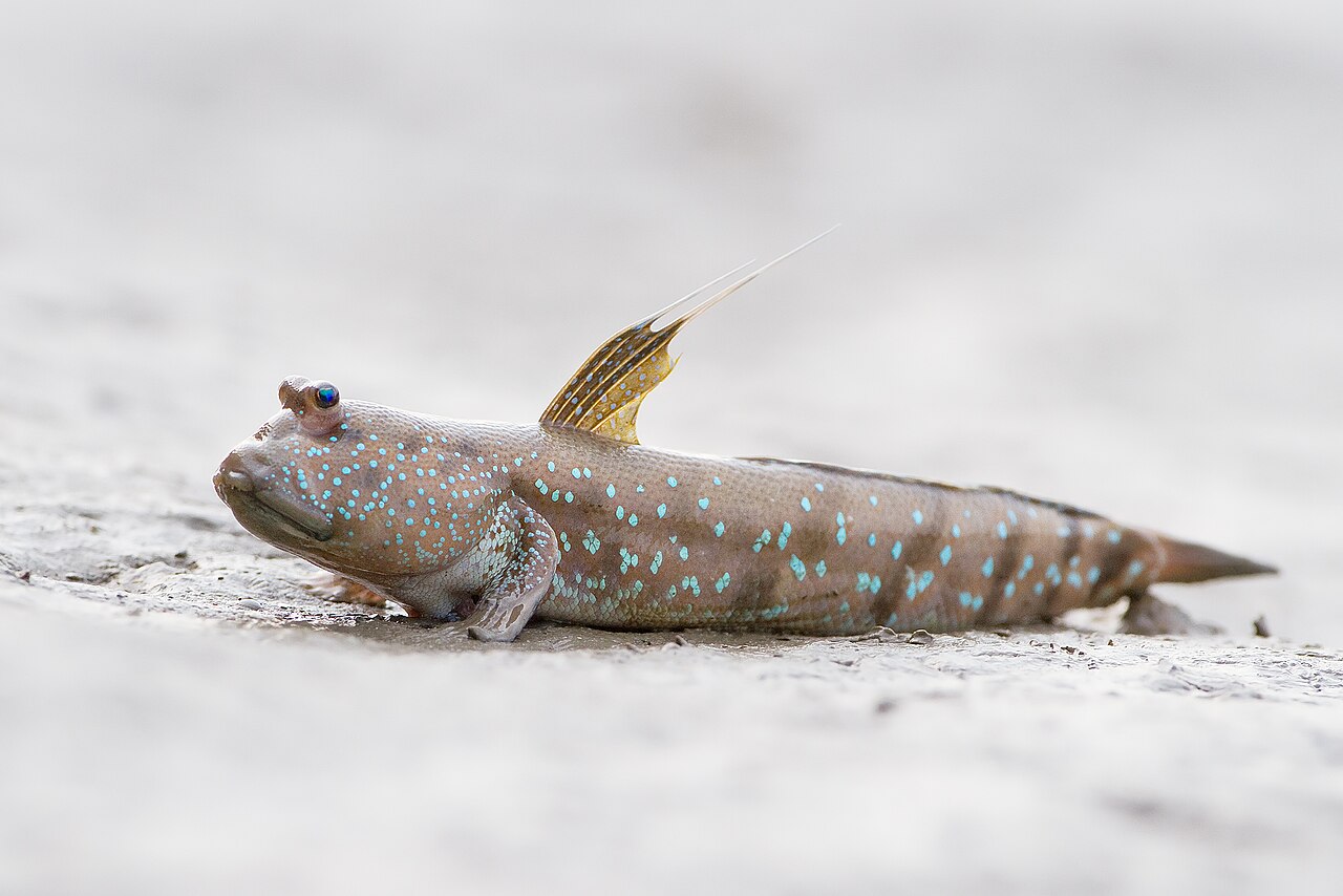 Mudskipper on mangrove mud