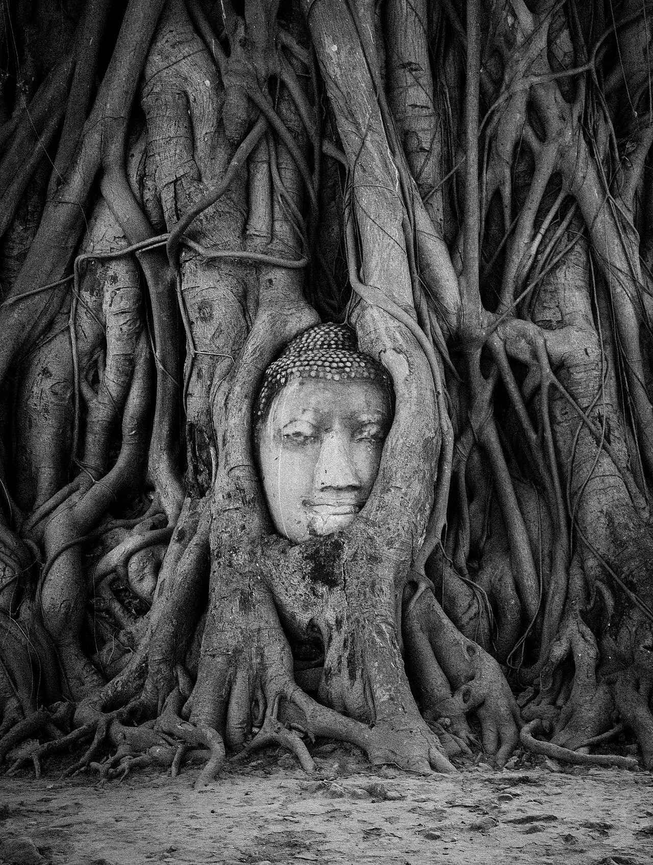 Buddha head wrapped in bodhi tree roots at Wat Mahathat