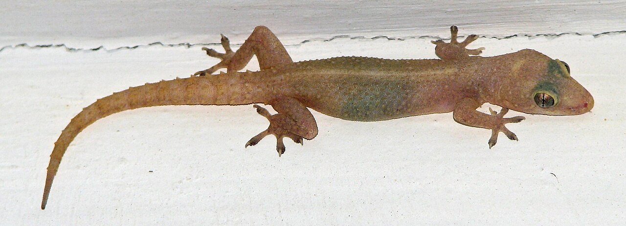 House gecko