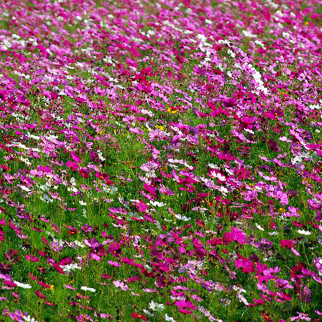 Flower garden