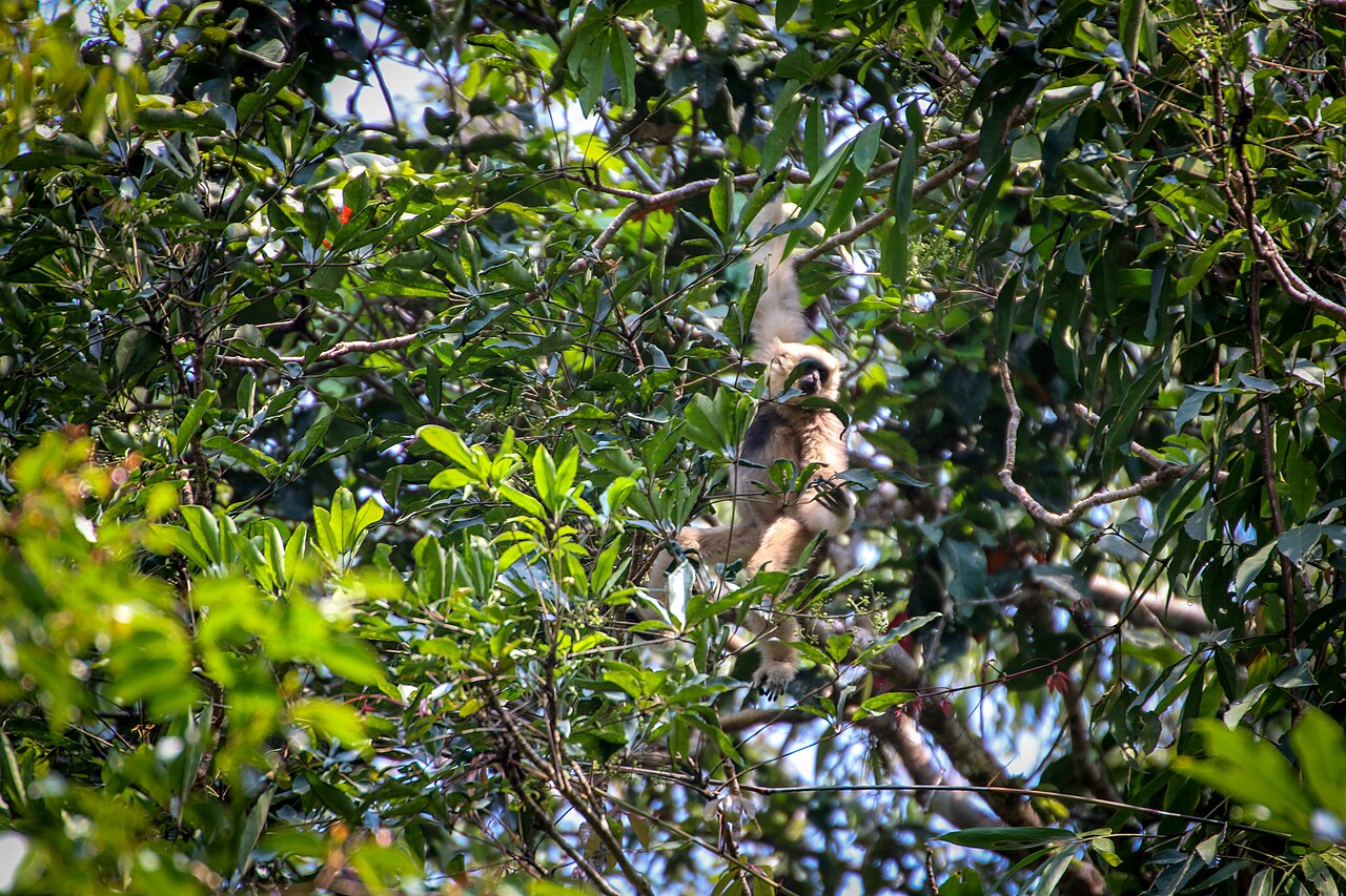 Pileated gibbon