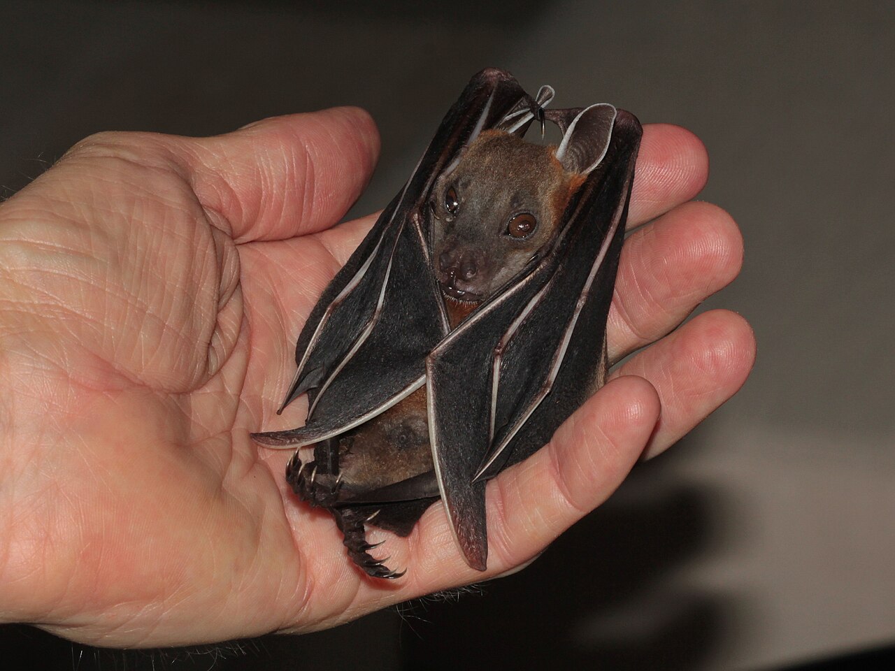 Flying fox / fruit bat