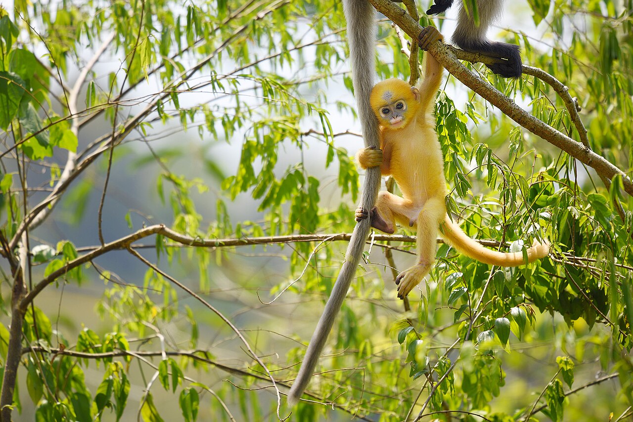 Dusky langur