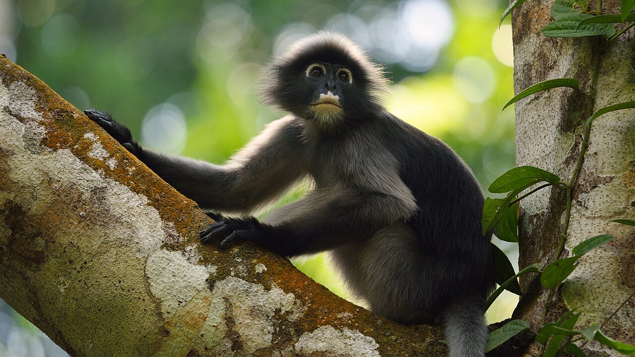 Dusky langur