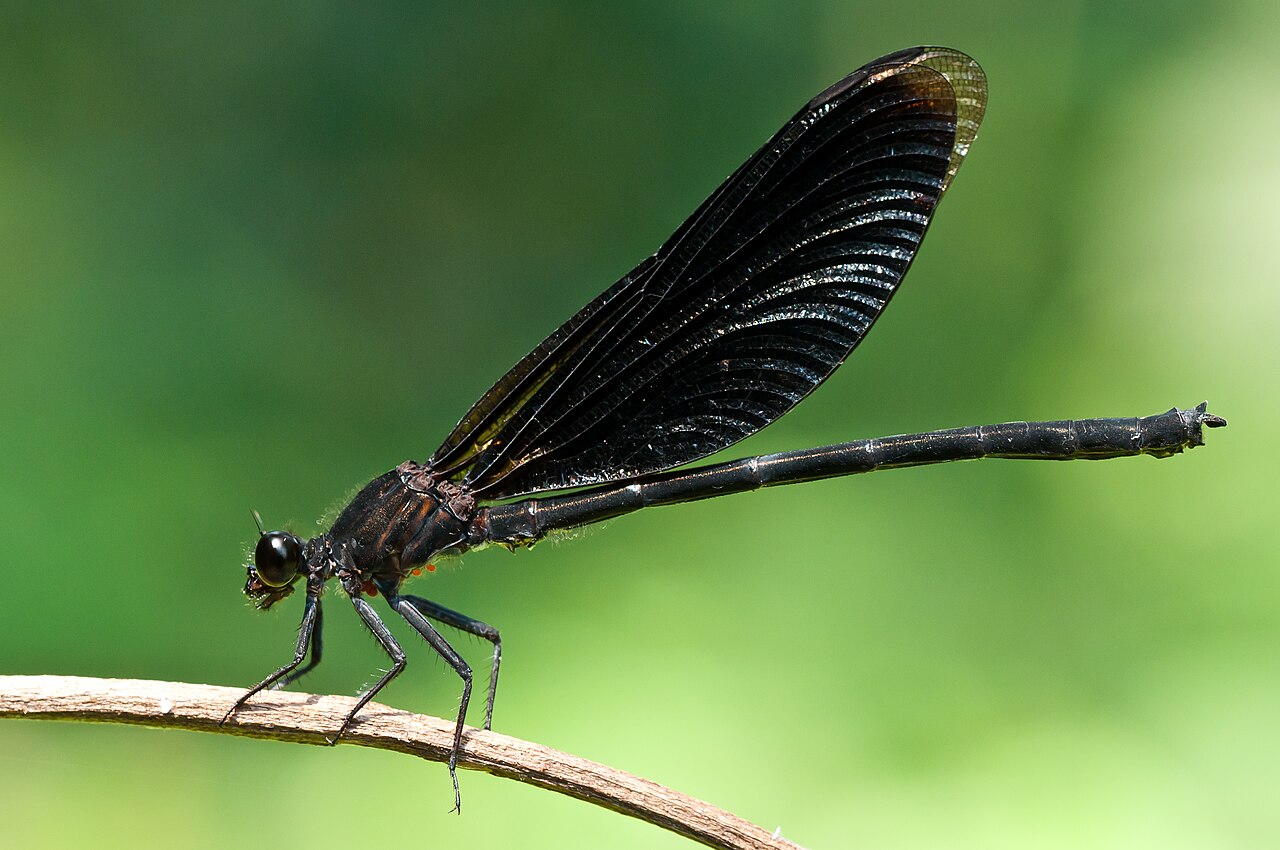 Kaeng Krachan birding
