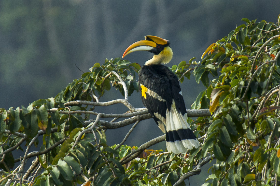 Hornbill