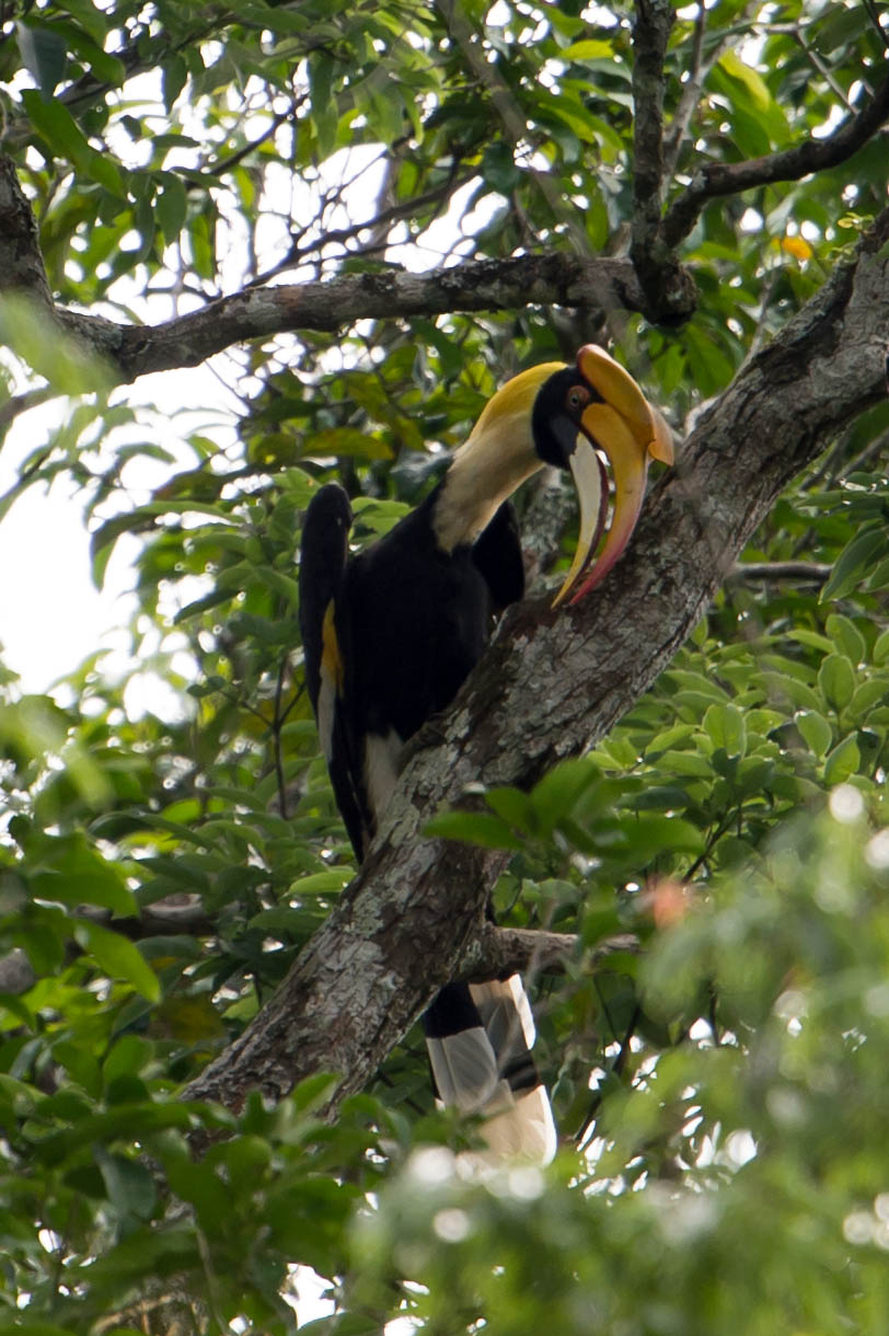 Great hornbill