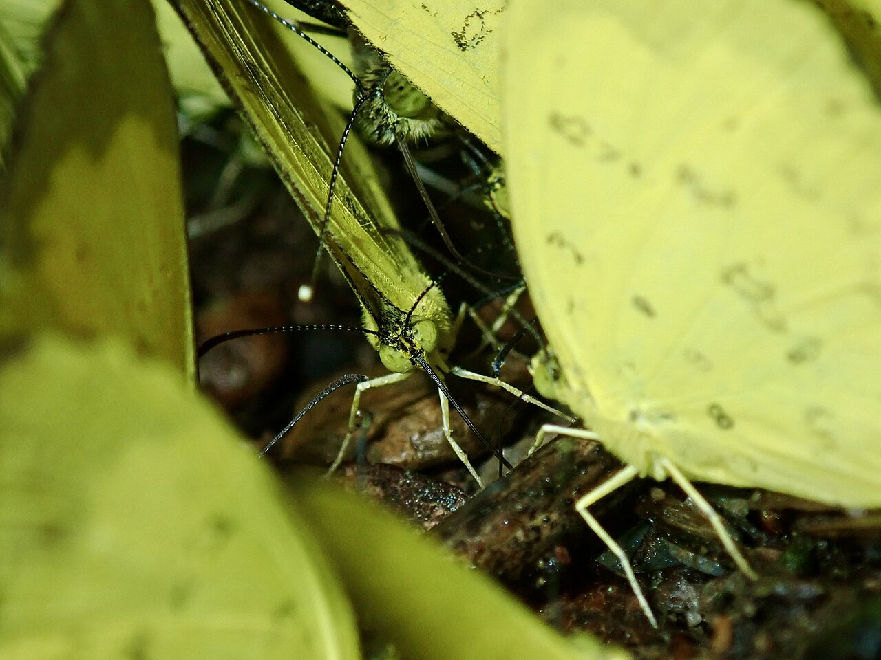 Butterfly puddling swarm