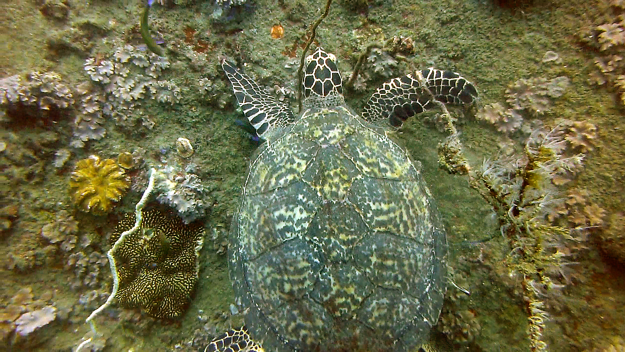 Sea turtle