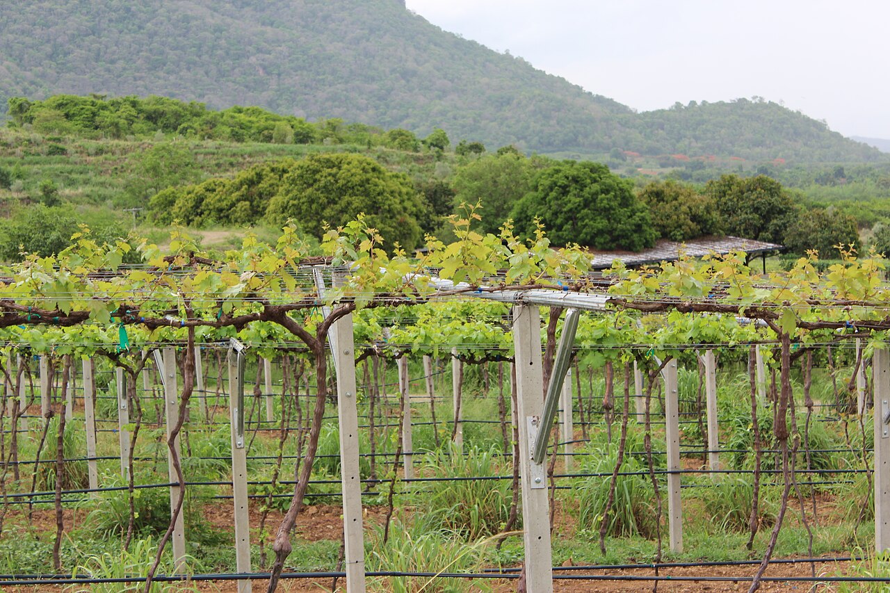 GranMonte vineyard