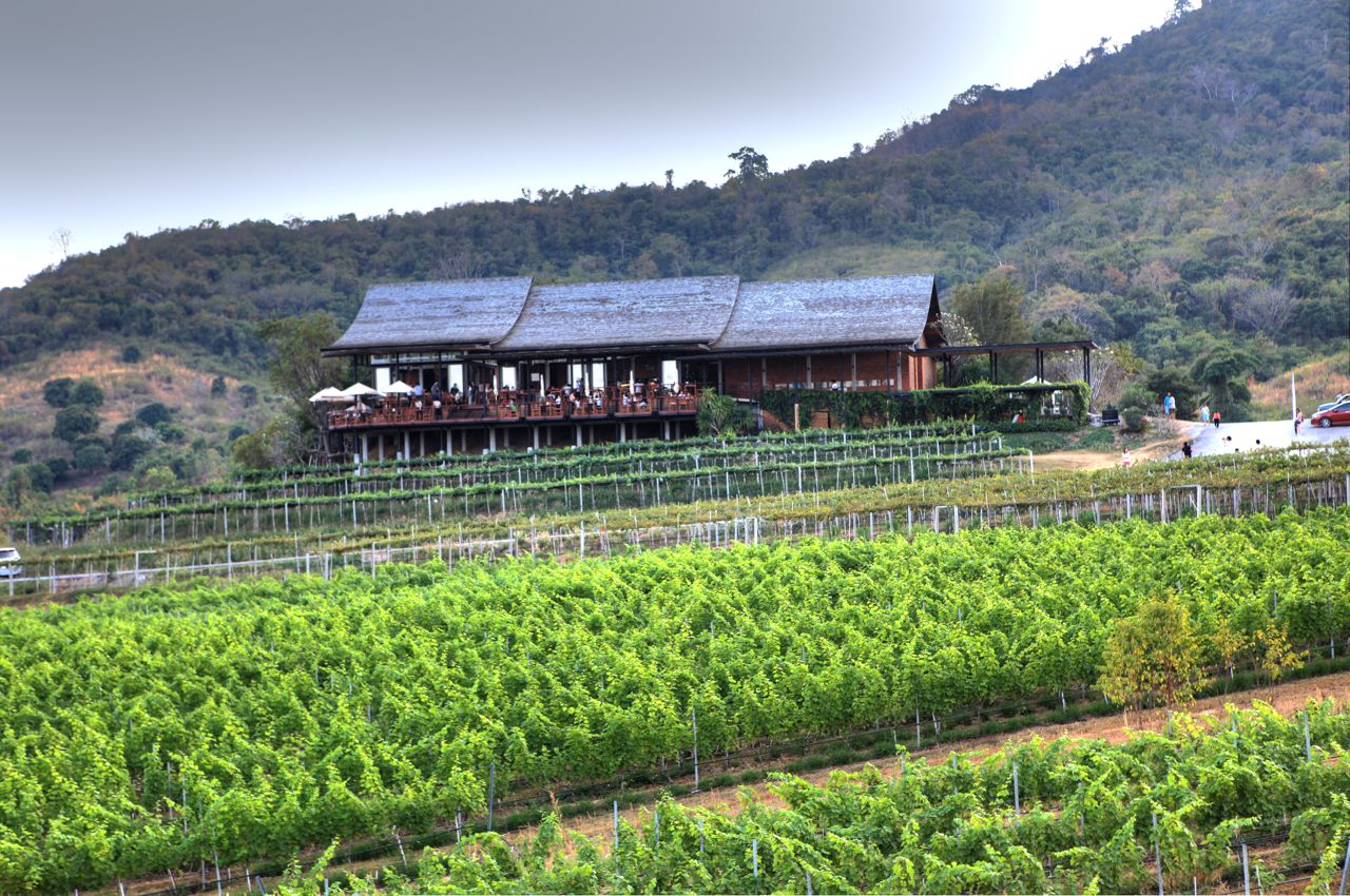 Monsoon Valley vineyard