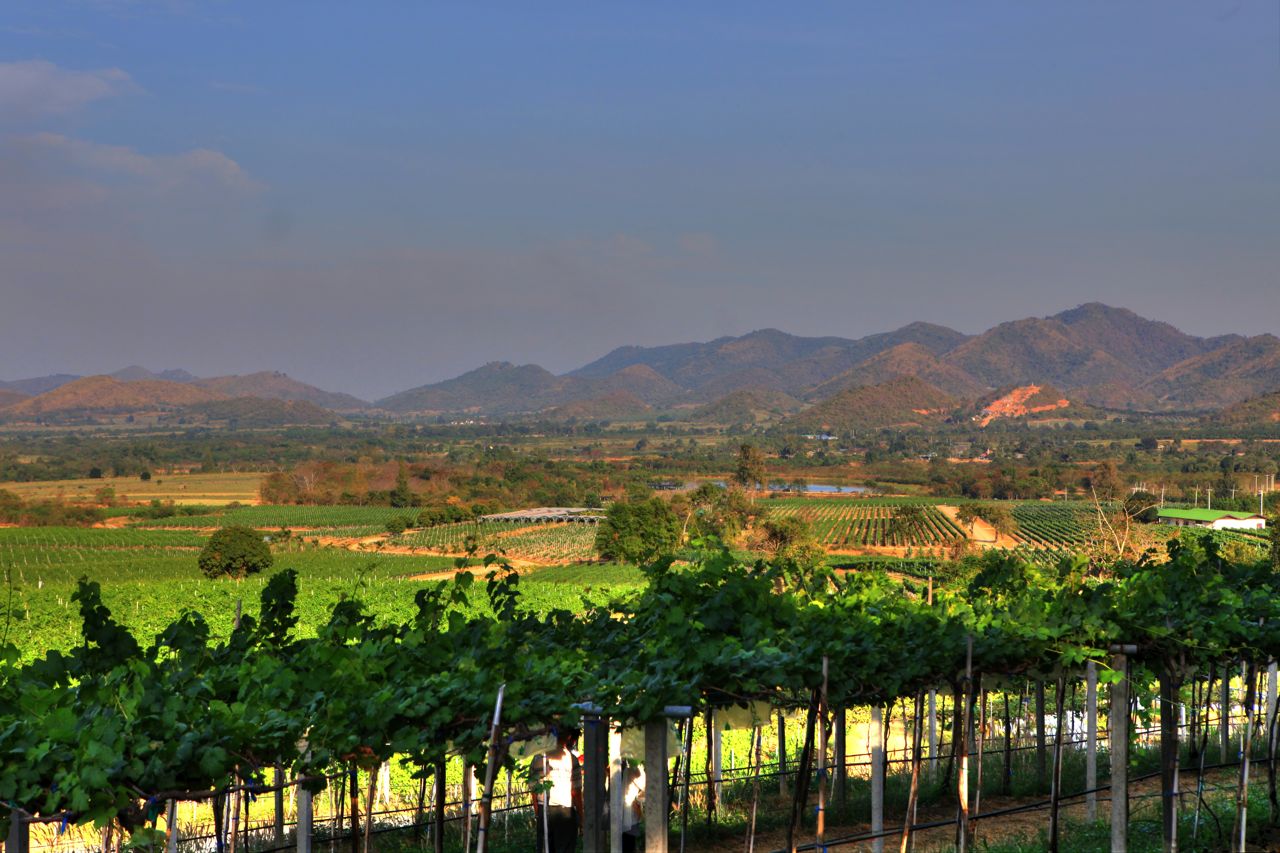 Monsoon Valley vineyard