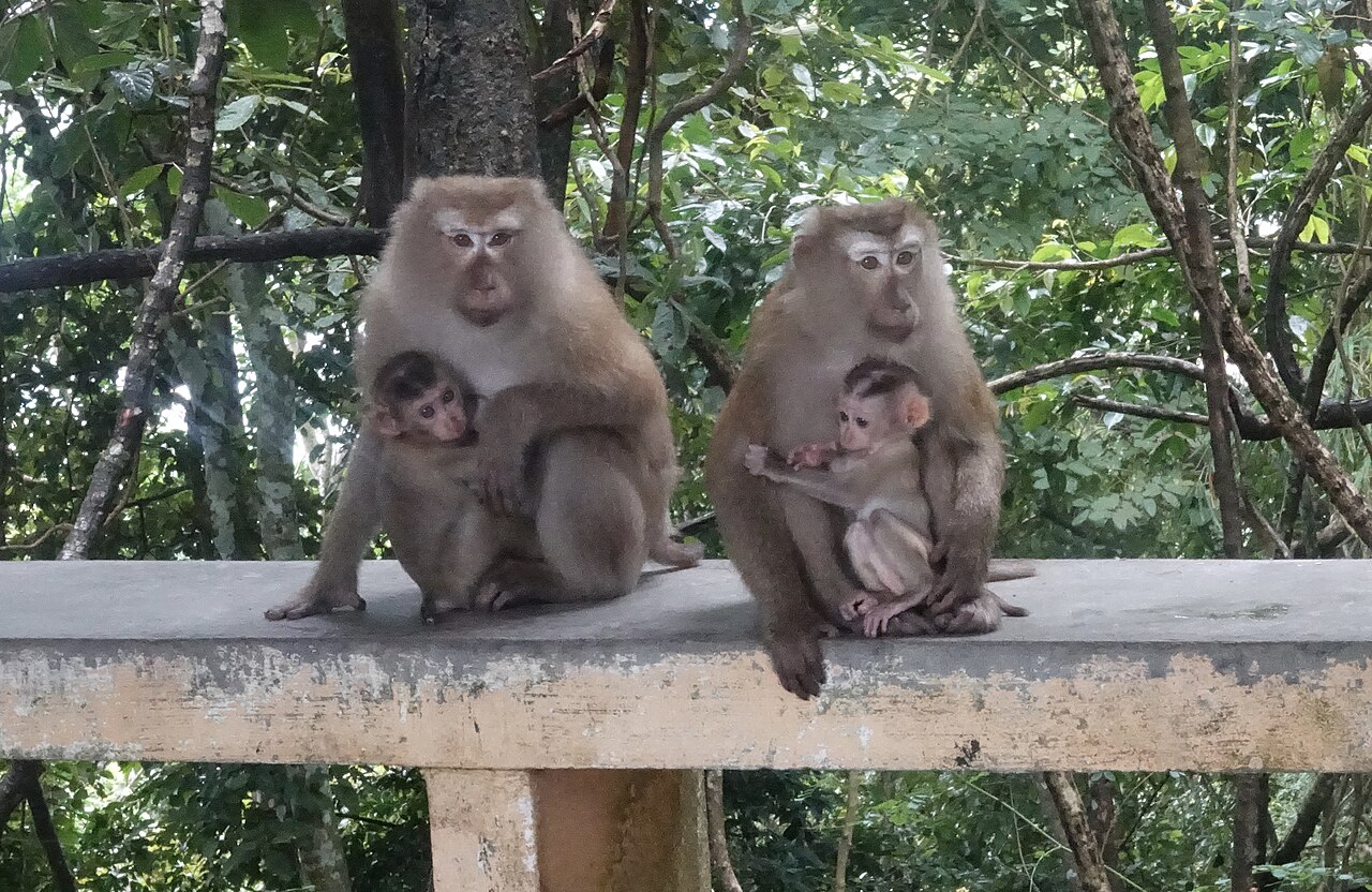 Macaque