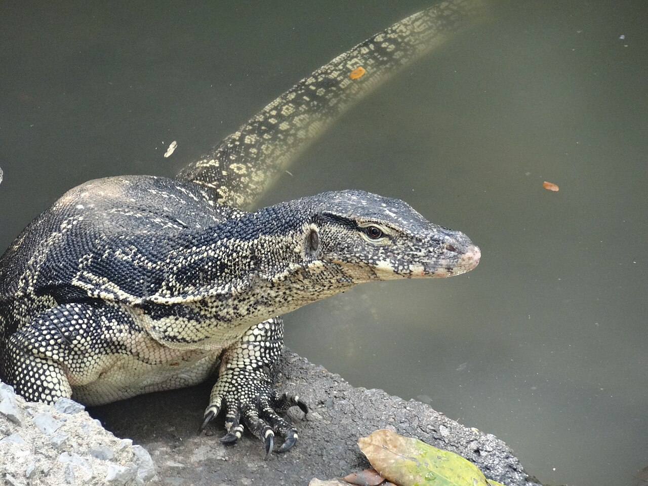 Water monitor lizard