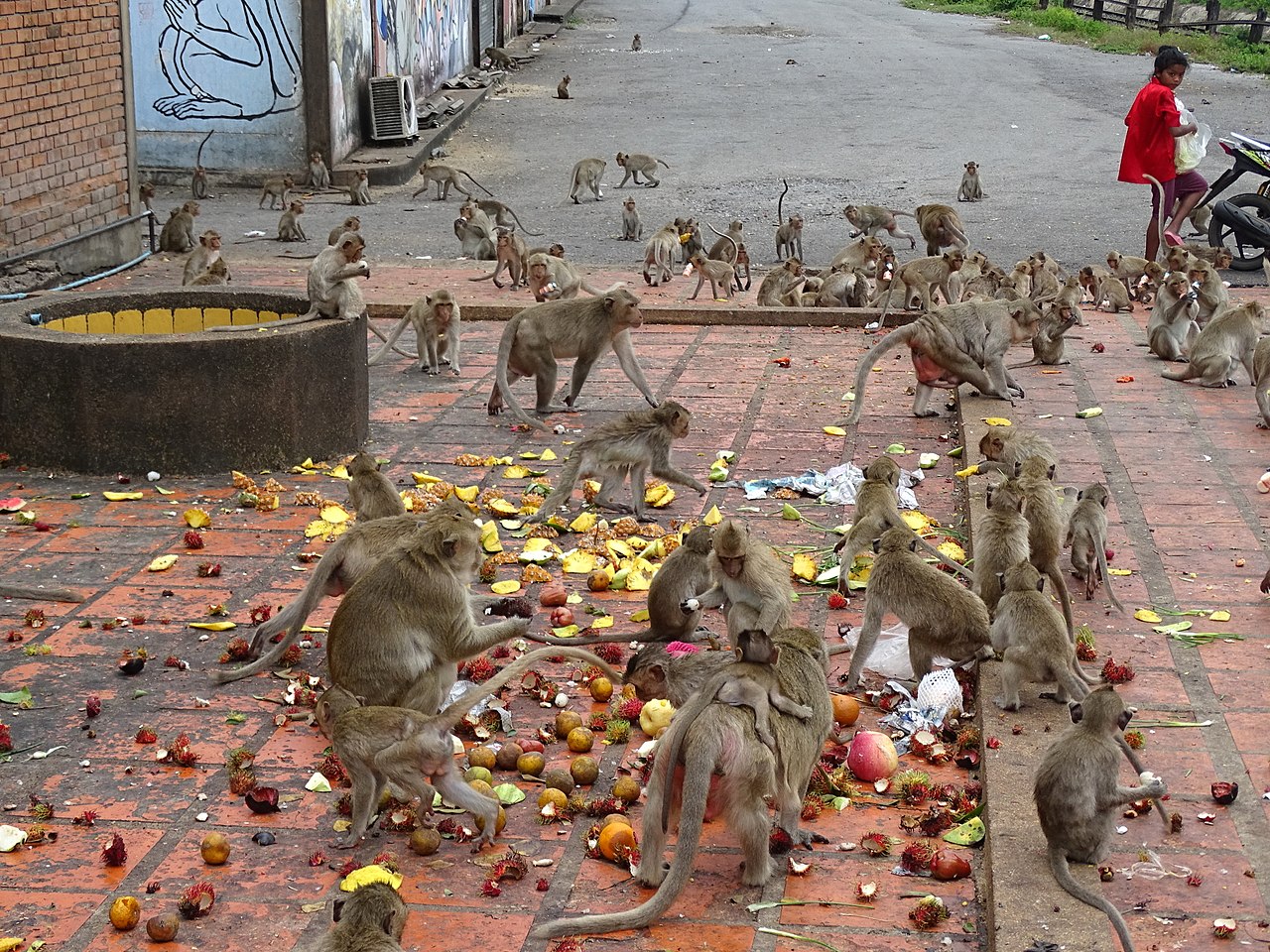 Crab-eating macaques gathered on the Khmer prasat towers in Lopburi