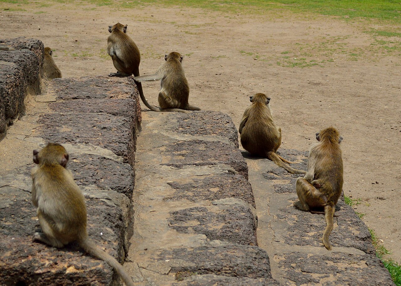 Macaques on the Khmer prasat towers in central Lopburi