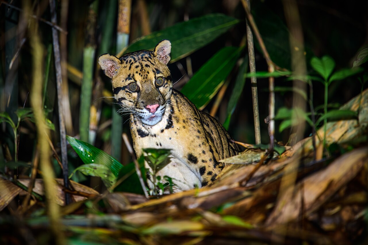 Clouded leopard