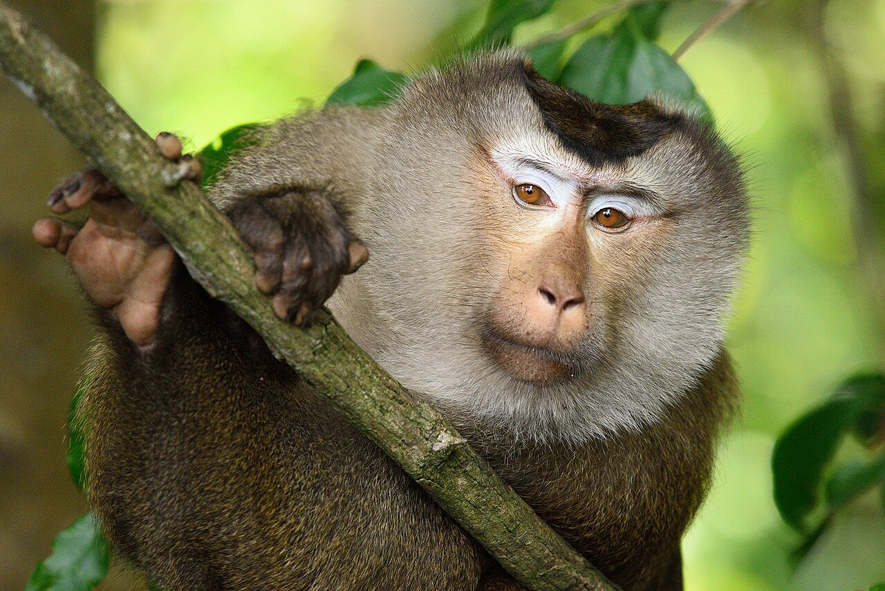 Pig-tailed macaque
