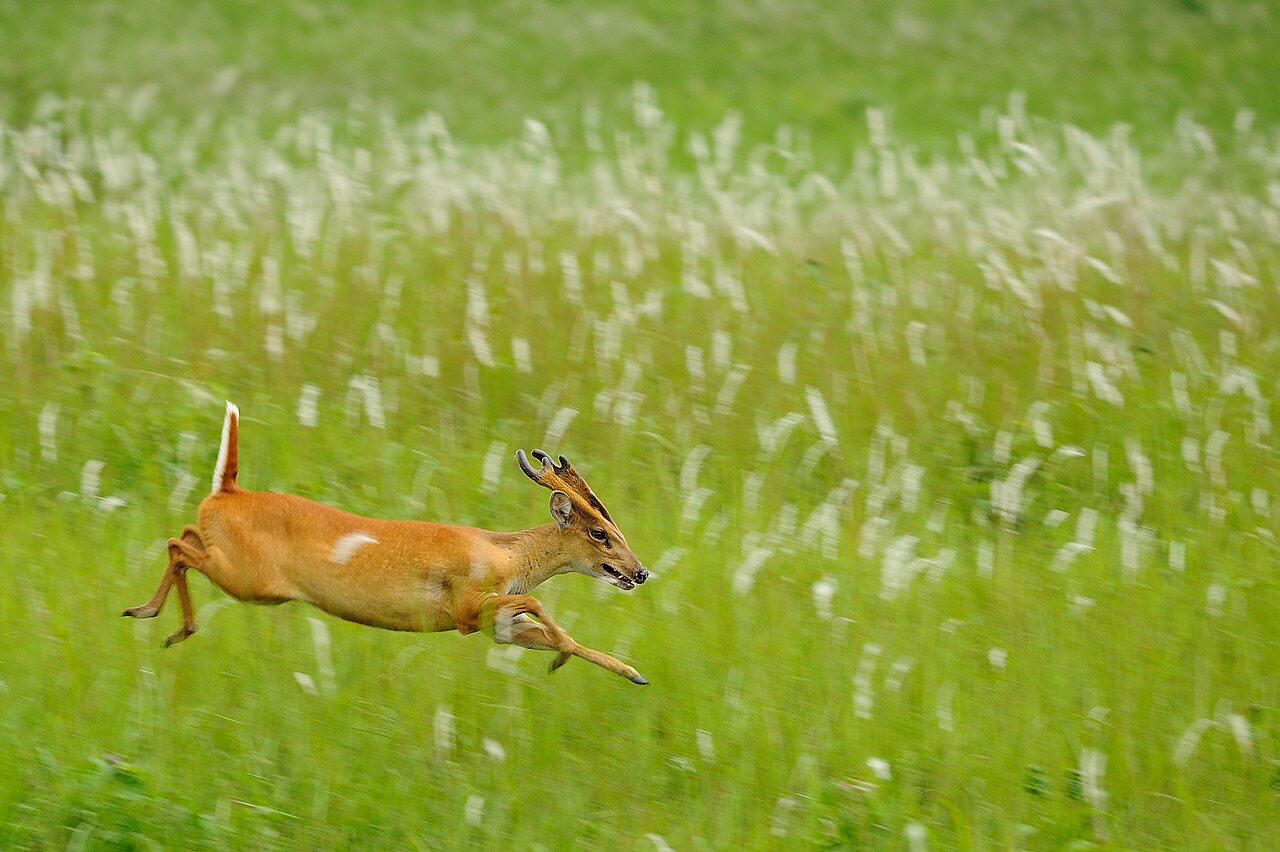 Muntjac barking deer