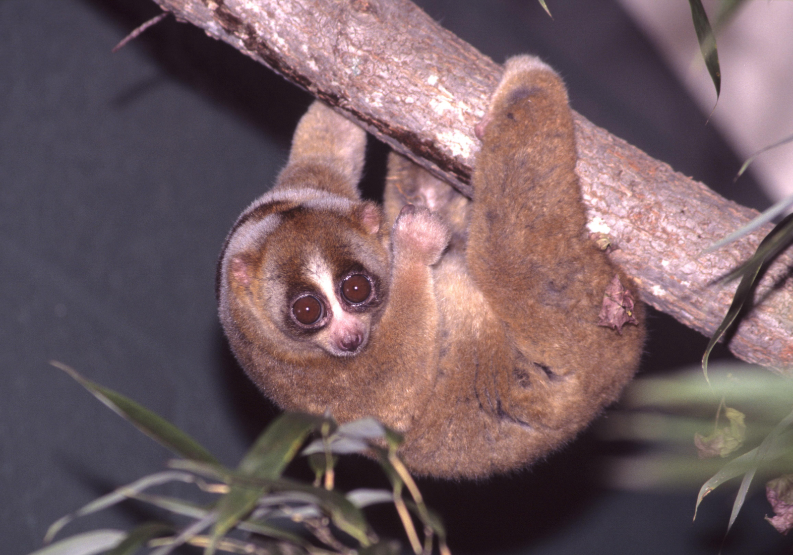 Slow loris