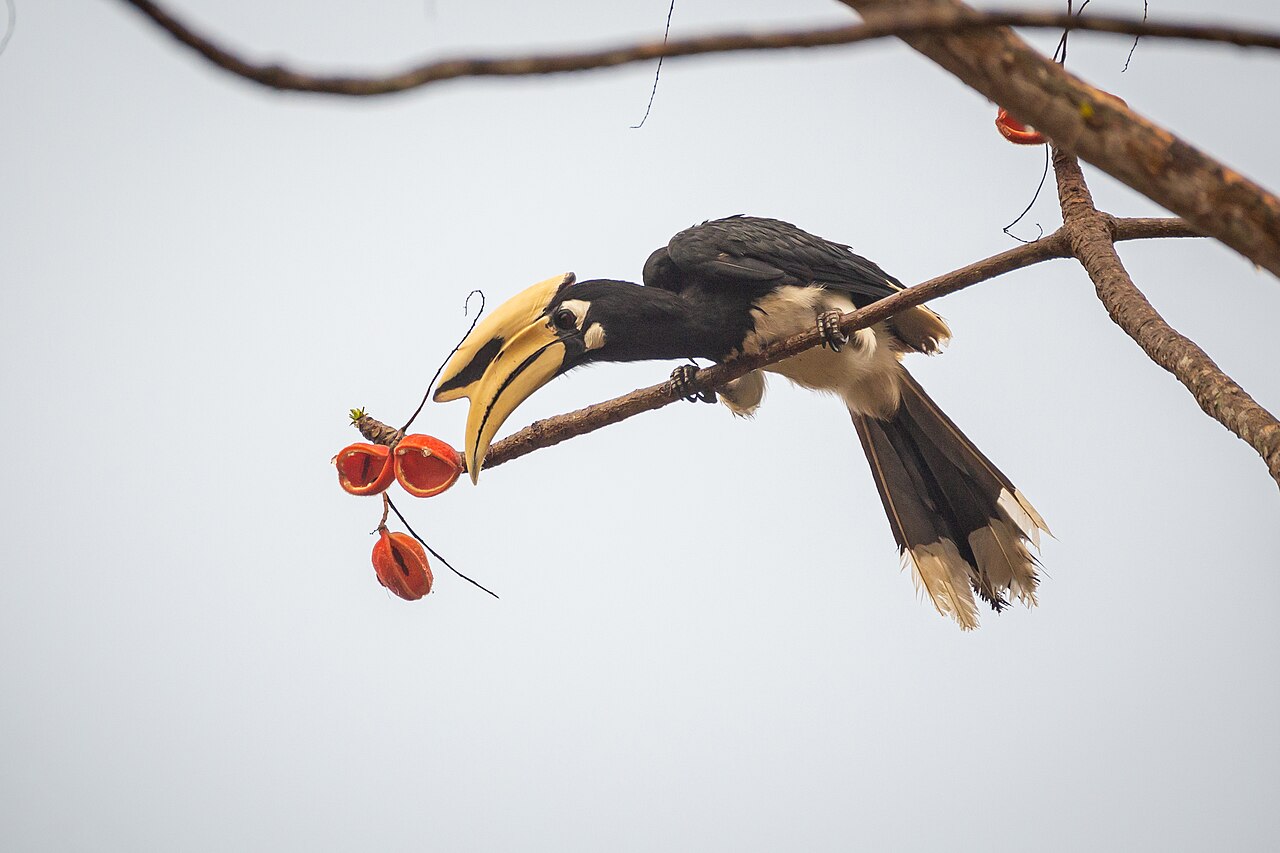 Oriental pied hornbill