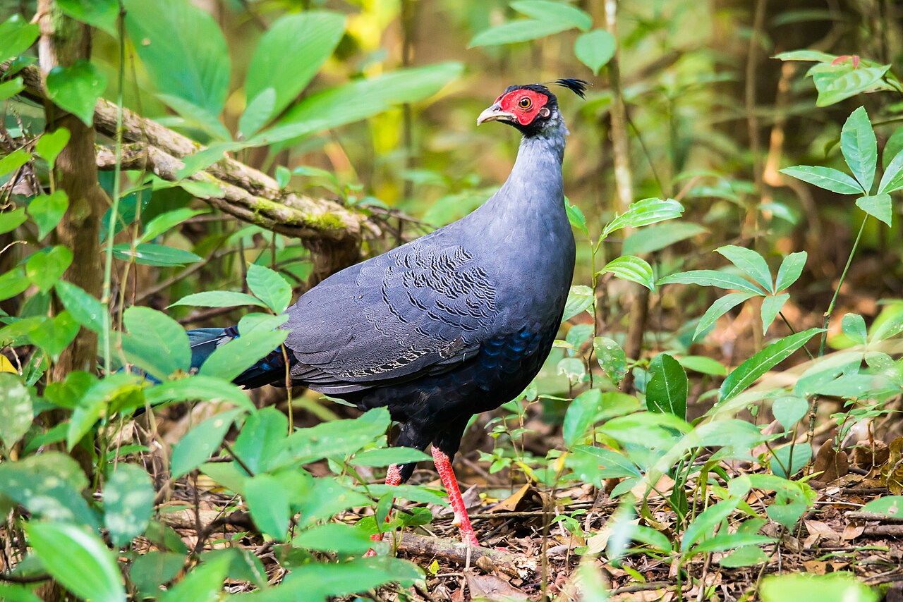Siamese fireback pheasant