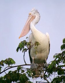 Spot-billed pelican