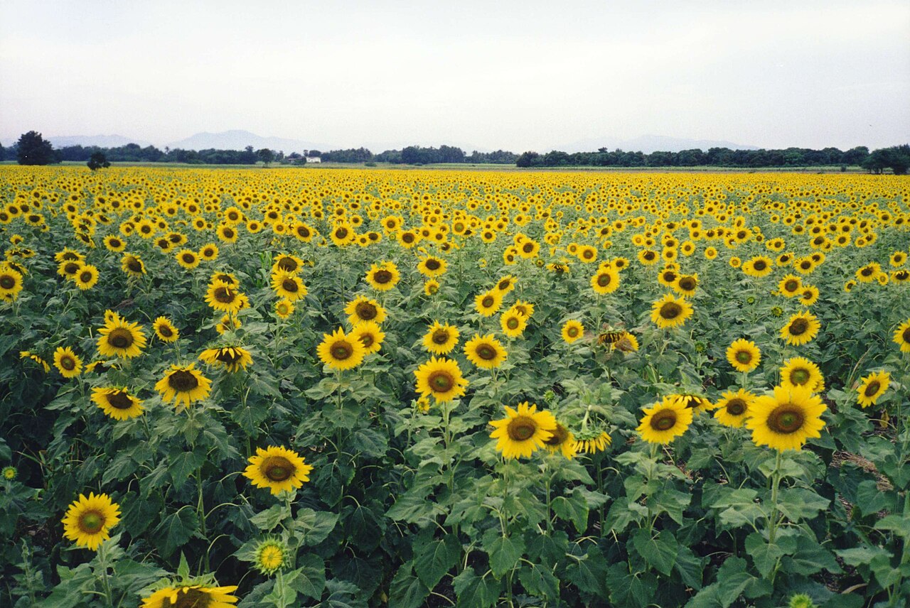 Pa Sak Jolasid Dam / sunflowers