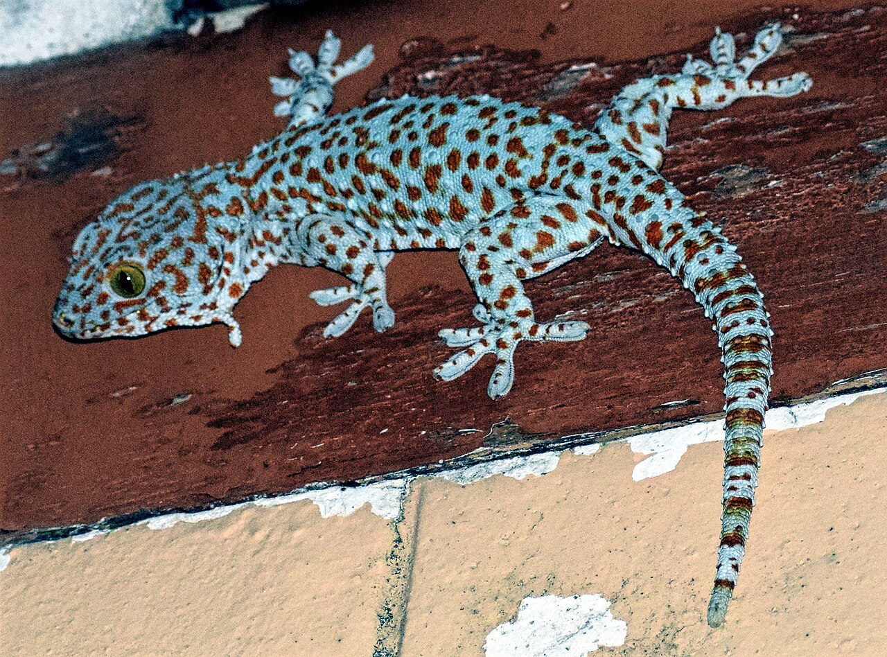 Tokay gecko