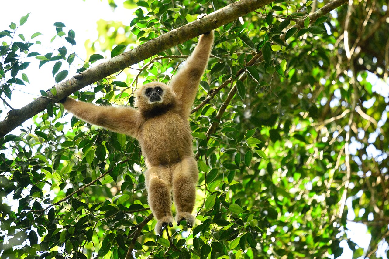 White-handed gibbon