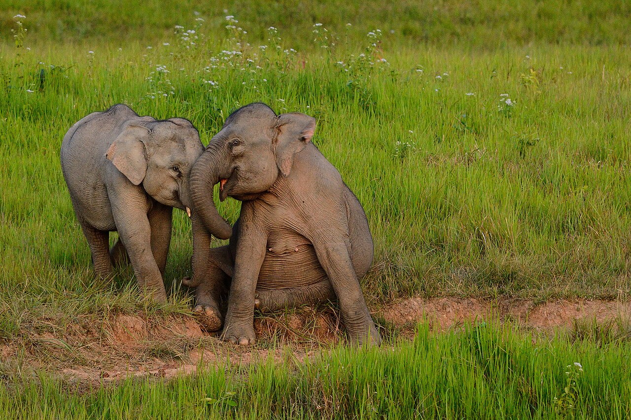 Wild Asian elephant